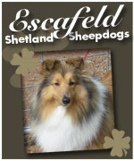 Escafeld Shetland Sheepdogs